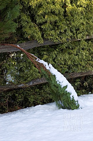 SNOW_WEIGHING_DOWN_A_CONIFER_BRANCH