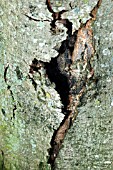 BLEEDING CANKER ON A SYCAMORE