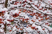 MALUS FRUIT WITH SNOW