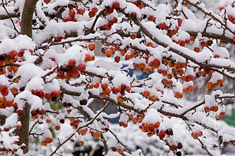 MALUS_FRUIT_WITH_SNOW