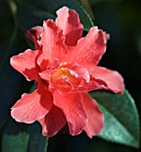 CAMELLIA FREEDOM BELL