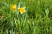NARCISSUS MINOR NATURALISED IN GRASS