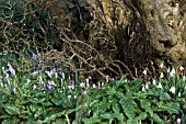 TREE UNDERPLANTED WITH GALANTHUS,  CORYLUS,  CROCUS AND ARUM