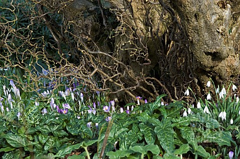 TREE_UNDERPLANTED_WITH_GALANTHUS__CORYLUS__CROCUS_AND_ARUM