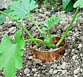 COPPER RING ROUND COURGETTE PLANT