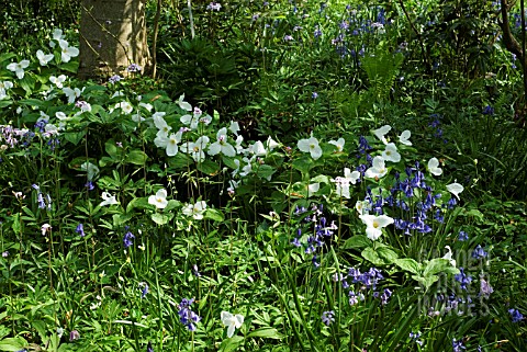 BLUEBELLS_WITH_TRILLIUM_AND_FERNS