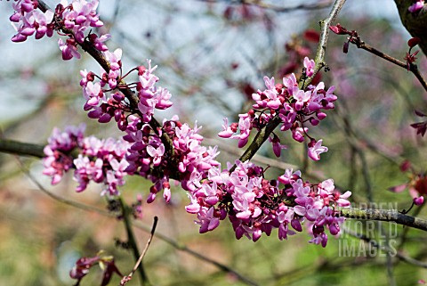 CERCIS_CANADENSIS___FOREST_PANSY