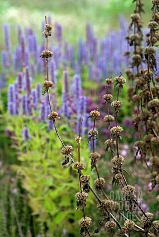 PHLOMIS_SEED_HEADS_WITH_AGASTACH_IN_BACKGROUND