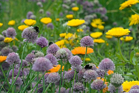 FLOWERING_CHIVES_ATTRACTING_BEES