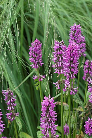 STACHYS_OFFICINALIS_HUMMELO_WITH_MOLINIA