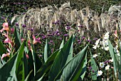 HEIGHT IN HERBACEOUS BORDER - MISCANTHUS, VERBENA AND CANNA