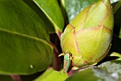 RHODODENDRON LEAFHOPPER