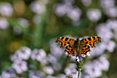 COMMA BUTTERFLY - POLYGONIA C-ALBUM