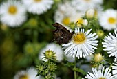 COMMA BUTTERFLY ON WHITE ASTERS