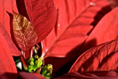 POINSETTA LEAF AND FLOWER DETAIL