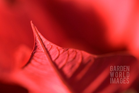 POINSETTA_LEAF_ABSTRACT