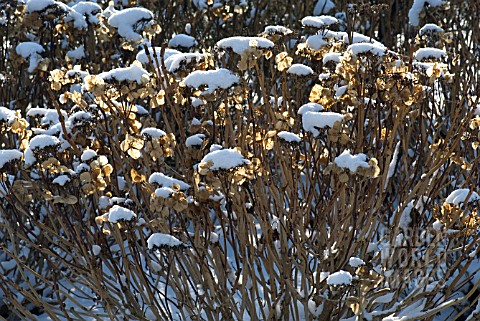 SNOW_RESTING_ON_HYDRANGEA_FLOWER_HEADS