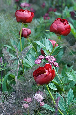 PEONIA_WITH_FENNEL_AND_ASTRANTIA