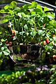 STRAWBERRY PLANTS IN HANGING CONTAINER