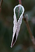 LEAF CURLED AGAINST COLD FROSTY COATING