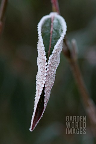 LEAF_CURLED_AGAINST_COLD_FROSTY_COATING