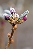 FROST CRYSTALS ON EMERGING RHODODENDRON  DAURICUM BUDS