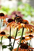 BUTTERFLY ON ECHINACEA ARTS PRIDE