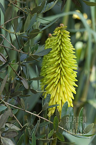 KNIPHOFIA_BUTTERCUP_GROWING_WITH_OLIVE_TREE