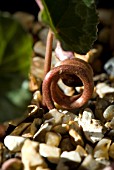 CYCLAMEN BEHAVIOUR - METHOD OF GETTING SEED TO GROUND FOR GERMINATION