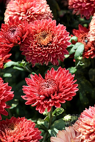 Chrysanthemum Meaning