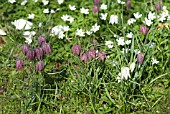 SPRING COMBINATION FRITILLARIA WITH ANEMONE