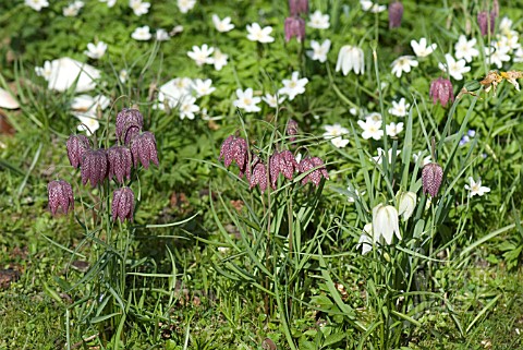 SPRING_COMBINATION_FRITILLARIA_WITH_ANEMONE