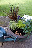 PLANTING WINTER INTEREST POT WITH BULBS FOR SPRING
