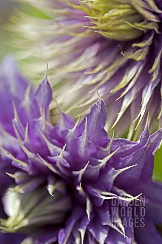 CLOSE_UP_OF_CLEMATIS_FLOWERS