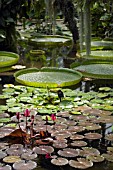 NYMPHAEA (LILY) POND IN PRINCESS OF WALES CONSERVATORY,  KEW GARDENS