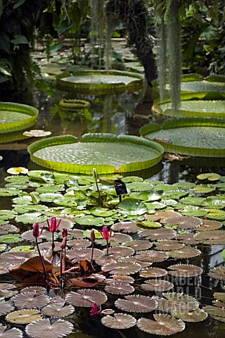 NYMPHAEA_LILY_POND_IN_PRINCESS_OF_WALES_CONSERVATORY__KEW_GARDENS