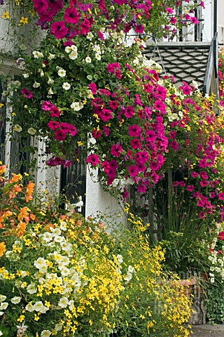 HANGING_BASKETS_AND_WINDOW_BOXES_AT_THE_CROSS_KEYS_IN_USK__WALES