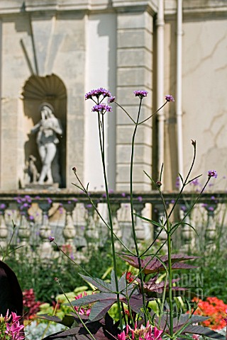 VERBENA_BONARIENSIS_AND_RICINUS_FOLIAGE_IN_FRONT_OF_STATUE_IN_NICHE_AT_DYFFRYN_GARDENS__WALES