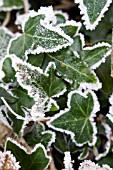 HEDERA HELIX,  IVY LEAVES IN FROST