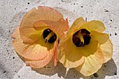 HIBISCUS FLOWERS ON THE BEACH