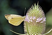 CABBAGE WHITE BUTTERFLY ON DIPSACUS FULLONUM,  TEASEL