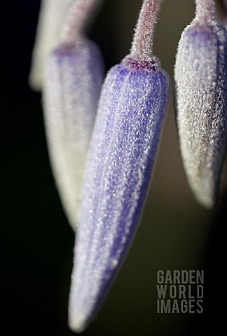 CLEMATIS_RECTA_BUDS__AUGUST