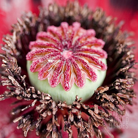 CLOSE_UP_OF_POPPY_SEED_HEAD