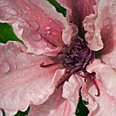 CLOSE UP OF PINK CLEMATIS,  AFTER THE RAIN