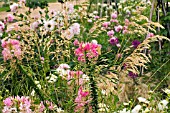 MIXED PINK SUMMER BORDER,  CLEOME,  DAHLIAS,  GRASSES,  AUGUST