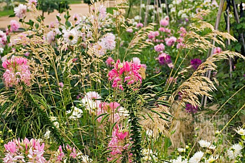 MIXED_PINK_SUMMER_BORDER__CLEOME__DAHLIAS__GRASSES__AUGUST