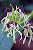 ENCYCLIA COCHLEATA,  CLAMSHELL ORCHID