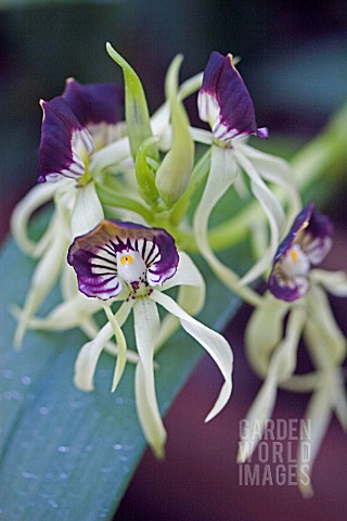ENCYCLIA_COCHLEATA__CLAMSHELL_ORCHID