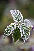 KERRIA JAPONICA LEAVES IN FROST