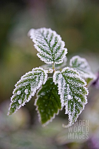 KERRIA_JAPONICA_LEAVES_IN_FROST
